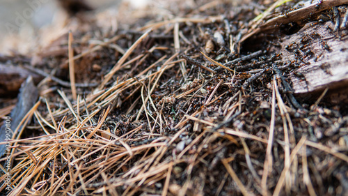 .forest anthill in close-up pine forest. Life of forest ants in their natural habitat