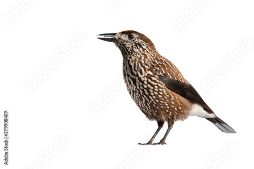 Spotted nutcracker, nucifraga caryocatactes, standing in nature isolated on white background. Spotted bird observing cut out on blank. Wild feathered animal with copy space.