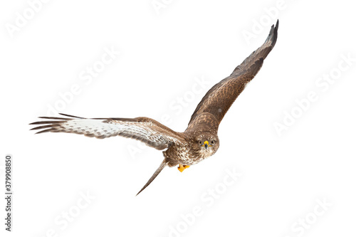 Common buzzard, buteo buteo, flying i the air isolated on white background. Majestic bird of prey spreading wings with copy space. Impressive brown animal in flight cut out on blank.