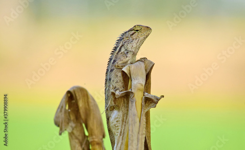 Oriental garden lizard (Calotes versicolor) - Garden lizards are relaxing on tree branches, camouflage garden lizards. Close up chameleon details.