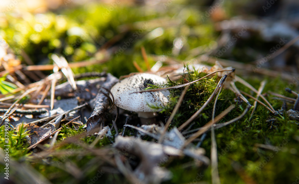 forest mushroom picking season, culture of studying and collecting fungi forest mushroom picking season, culture of studying and collecting fungi