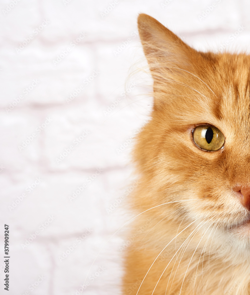 portrait of an adult red cat, sad emotion, white background