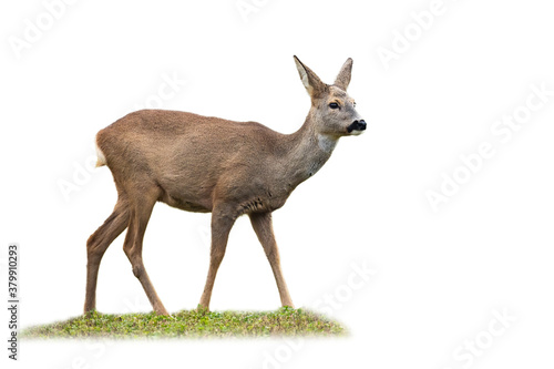 Obraz na plátne Roe deer, capreolus capreolus, doe standing on grass isolated on white background