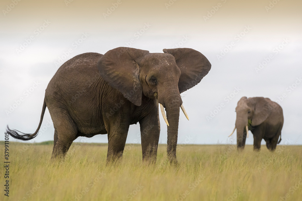 African elephant (Loxodonta africana) standing on savanna with one in background, Amboseli national park, Kenya.
