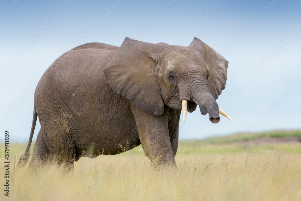 Fototapeta premium African elephant (Loxodonta africana) juvenile, on savanna, playfull smelling to camera, Amboseli national park, Kenya.