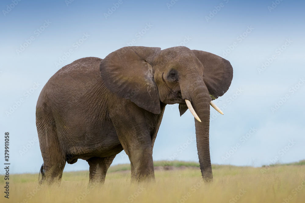 African elephant (Loxodonta africana) standing on savanna, Amboseli national park, Kenya.