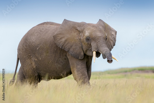 African elephant (Loxodonta africana) juvenile, on savanna, playfull smelling to camera, Amboseli national park, Kenya.