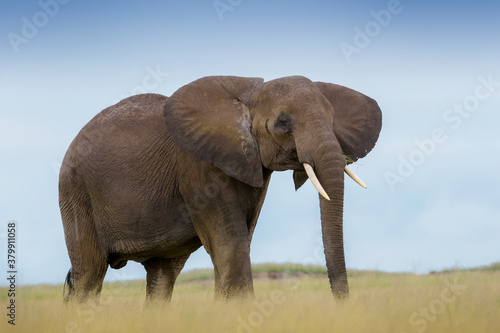African elephant  Loxodonta africana  standing on savanna  Amboseli national park  Kenya.