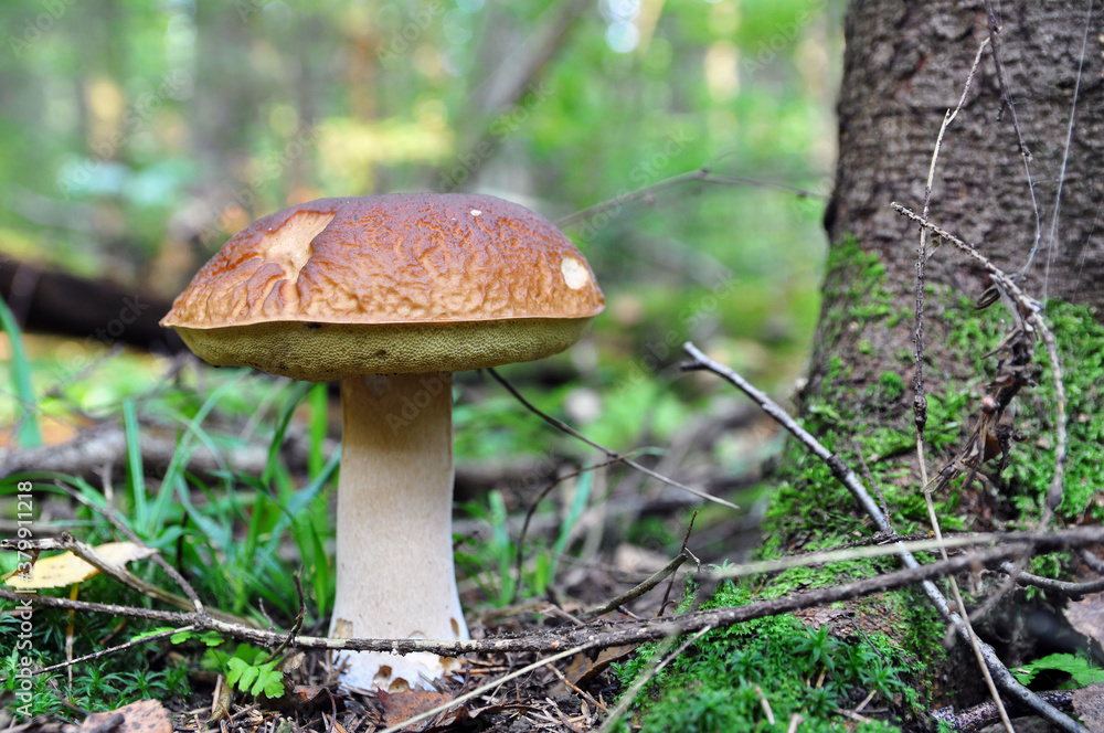 White mushroom in the forest. Mushroom season. White mushroom in the forest. Mushroom season.