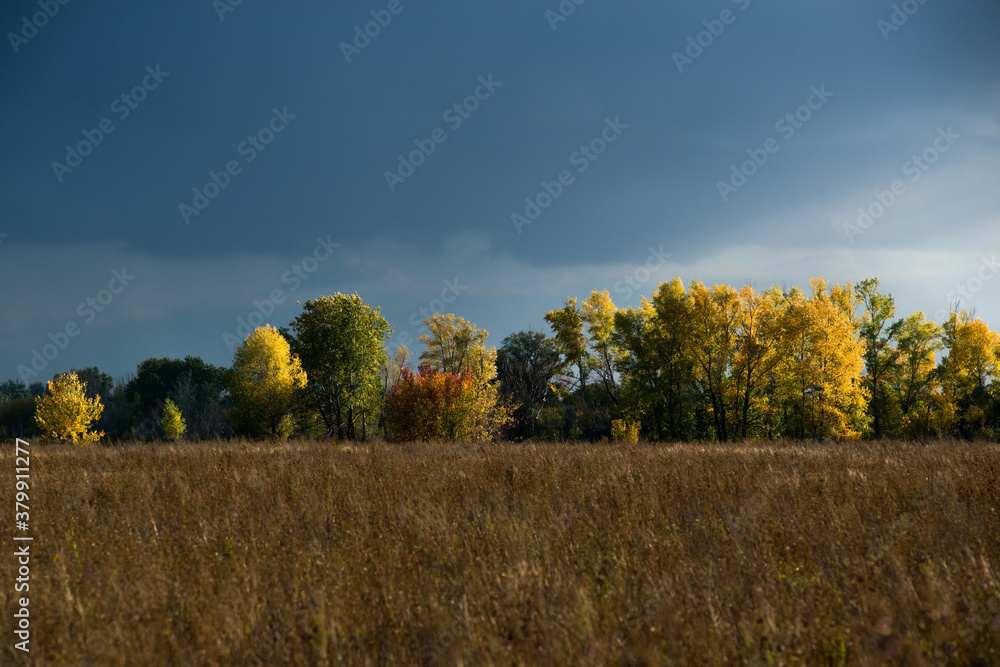 beautiful Golden autumn, colorful trees in the field under the sun