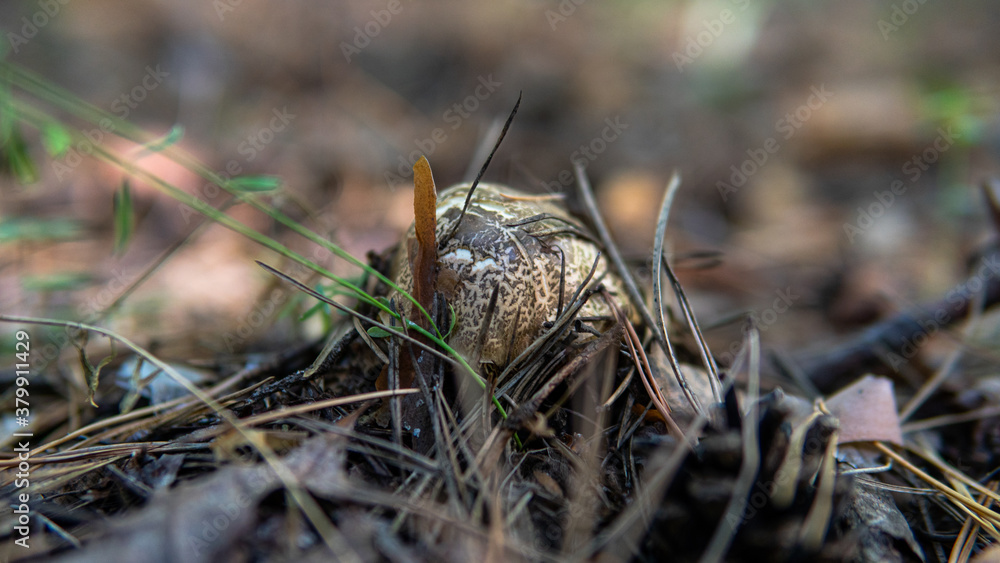 .forest substrates for mushroom germination. Fungi and their habitat and development