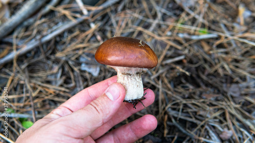 forest mushroom picking season, culture of studying and collecting fungi