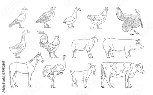 vector illustration of farm animal isolated on white background.
