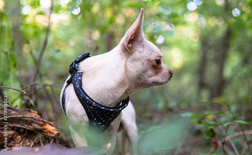 Obraz premium .walk with a white chihuahua dog in the forest. Dog health and active lifestyle