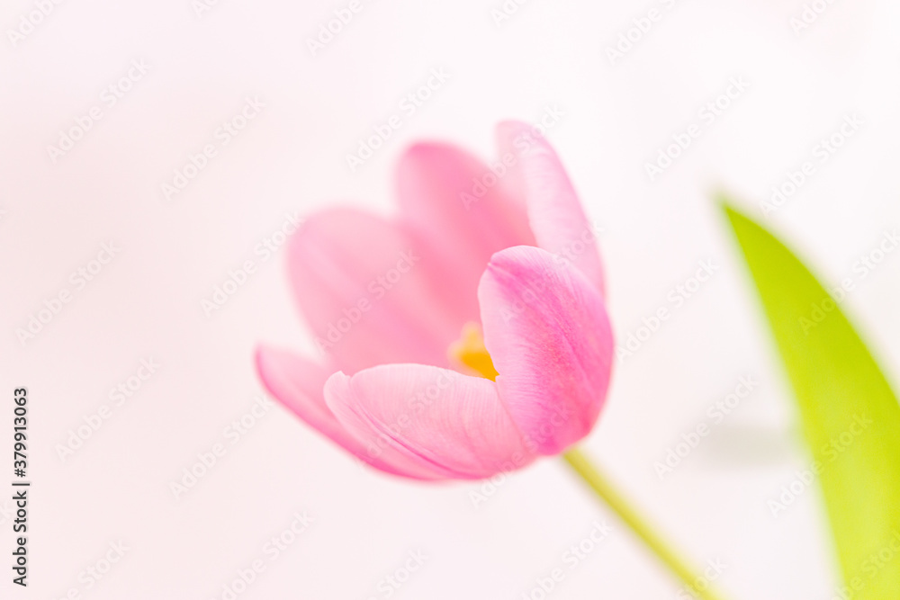 Naklejka premium Detail of tulip petals on white background. Selective focus.