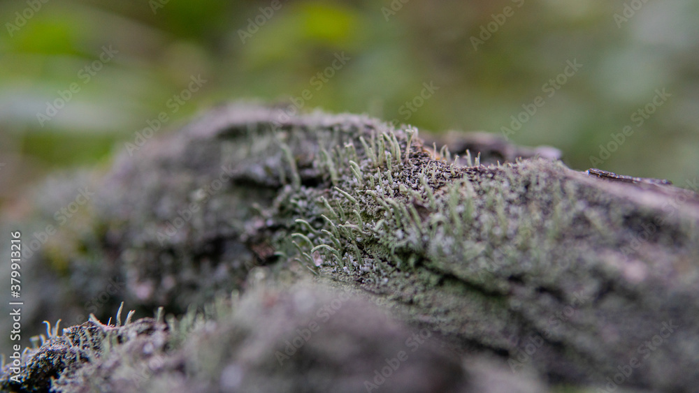 .forest substrates for mushroom germination. Fungi and their habitat and development .forest substrates for mushroom germination. Fungi and their habitat and development