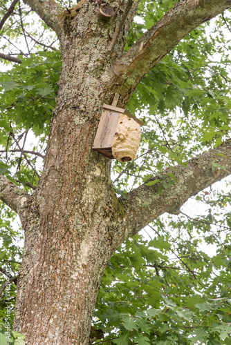 hornets' nest build around birds nestbox