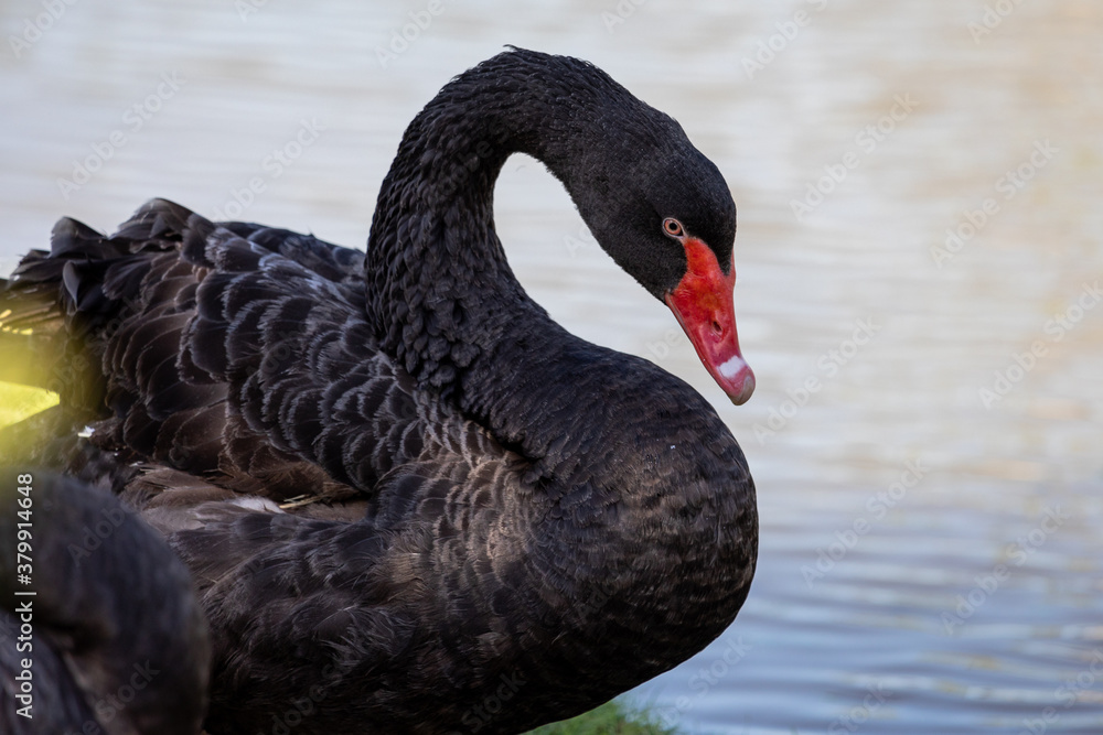 Fototapeta premium Black swan, Cygnus atratus. black swan on the lake..