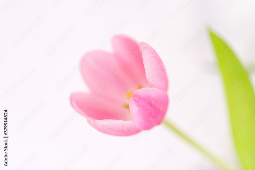 Detail of tulip petals on white background. Selective focus. Detail of tulip petals on white background. Selective focus.