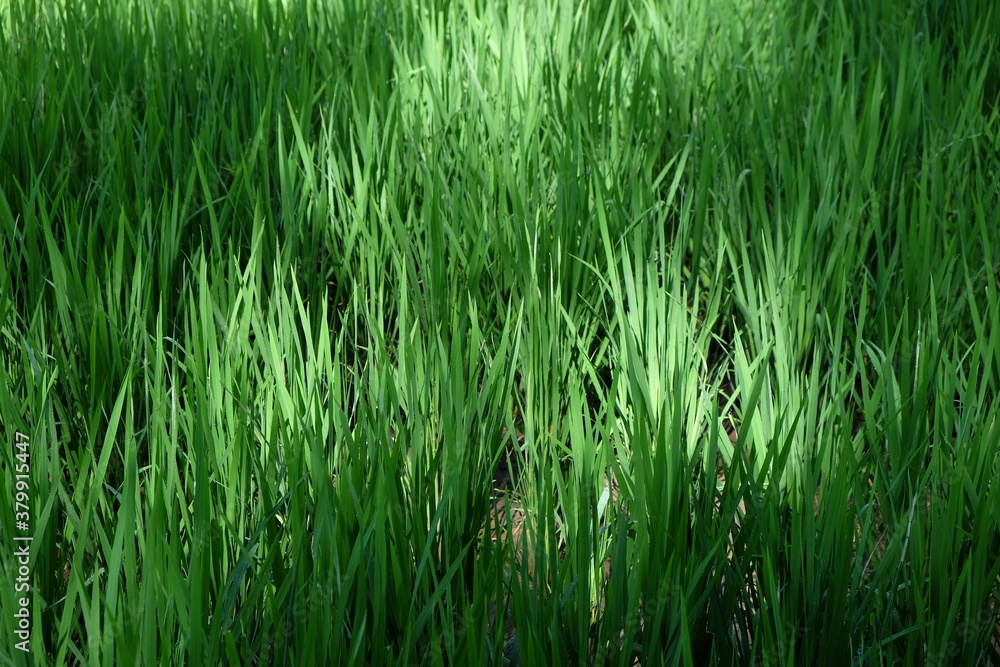 green grass background green grass background