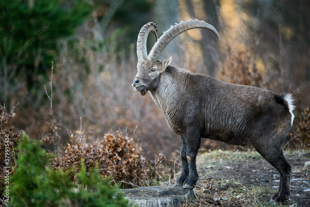Male Ibex Male Ibex