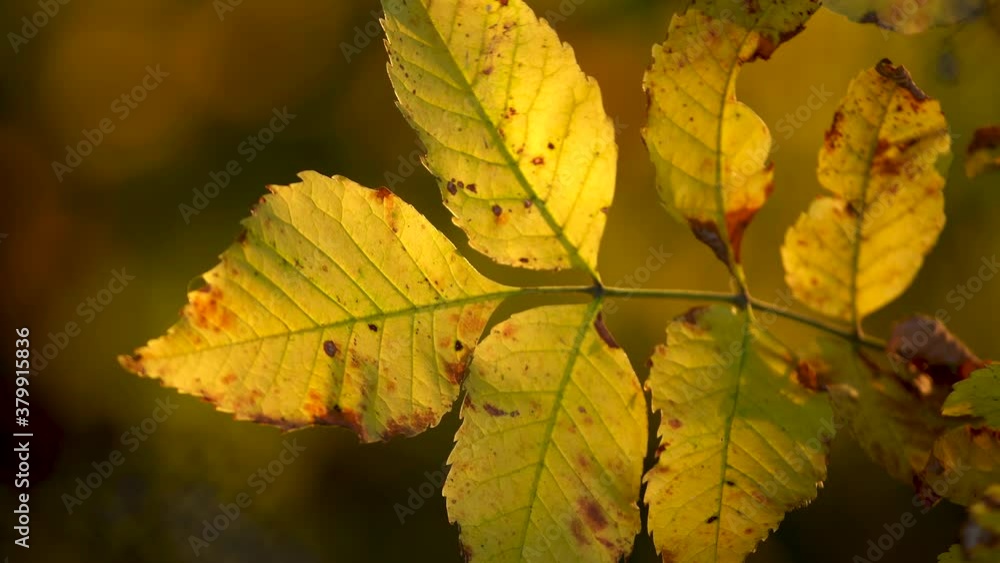 Closeup view 4k video of yellow autumn leaves growing on tree isolated at defocused blurry natural background Closeup view 4k video of yellow autumn leaves growing on tree isolated at defocused blurry natural background