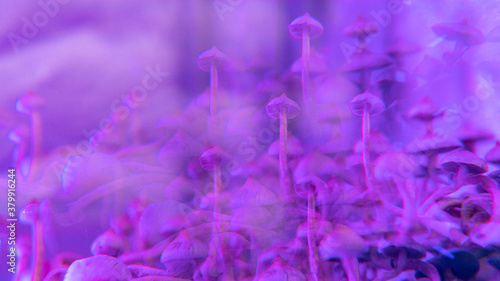 .cultivation of psilocybin mushrooms, culture of consumption of magic mushrooms. Psilocybin fungi photo