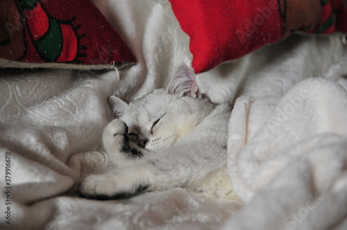 cat sleeping on a pillow