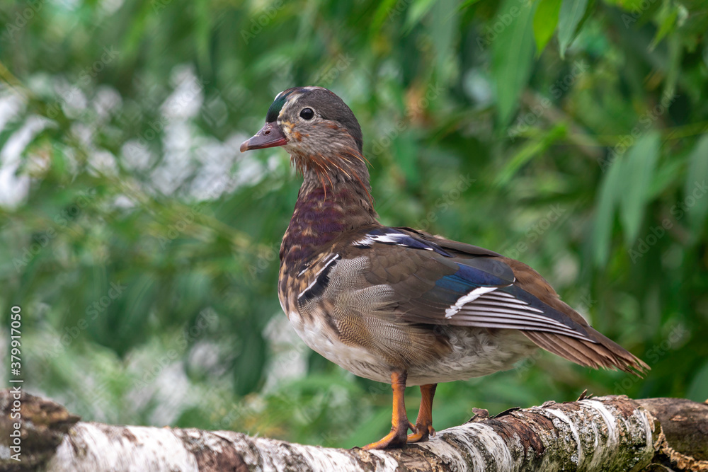 Fototapeta premium Mandarin duck on a branch. Mandarin duck male close up portrait. Color outdoor wildlife portrait.