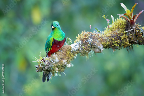 The resplendent quetzal (Pharomachrus mocinno) is a bird in the trogon family. It is found from Chiapas, Mexico to western Panama. Taken in Costa Rica