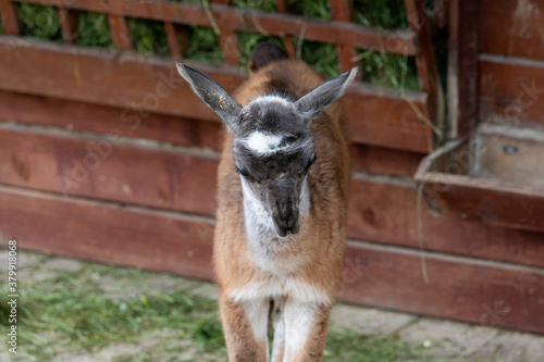 small llama baby in a zoo © Armensl