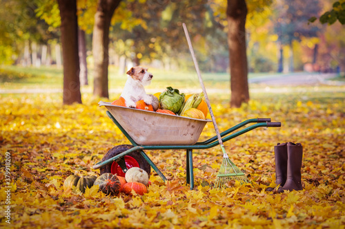 pumpkin jack russell