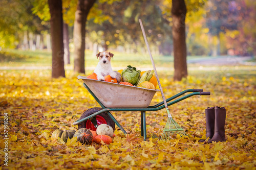 pumpkin jack russell