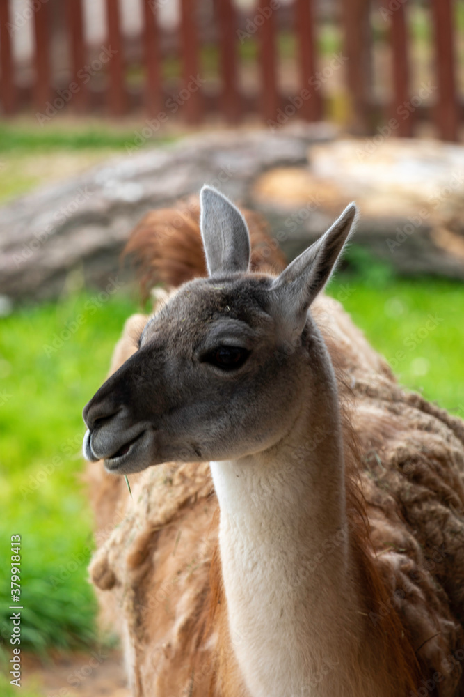 Portrait of a lama, close-up head.