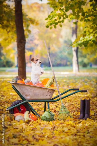 pumpkin jack russell