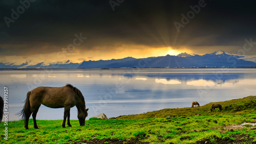 mountains with horses during a holiday in iceland at sunset