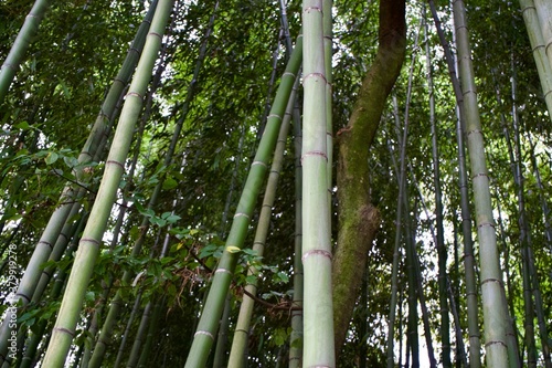 Fototapeta Naklejka Na Ścianę i Meble -  On the bamboo forest.