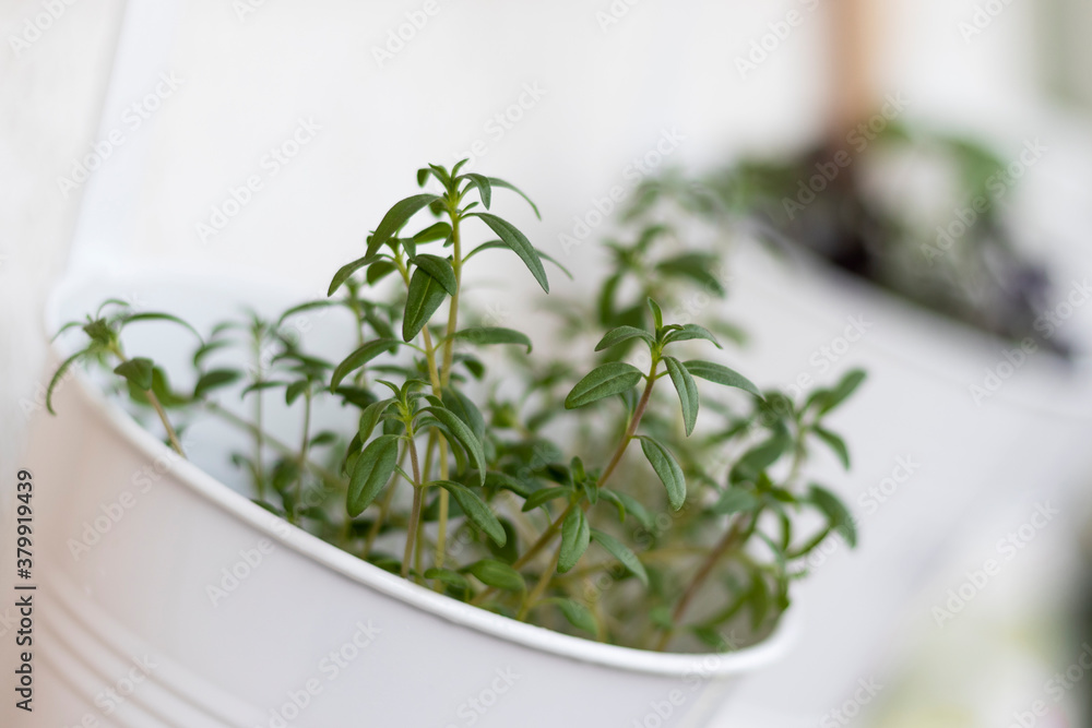 Young green sprouts of satureja in a pot hanging on balcony wall. Natural light. Soft selective focus.
