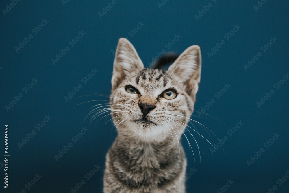 Funny and beautiful tabby grey cat posing against blue background. 