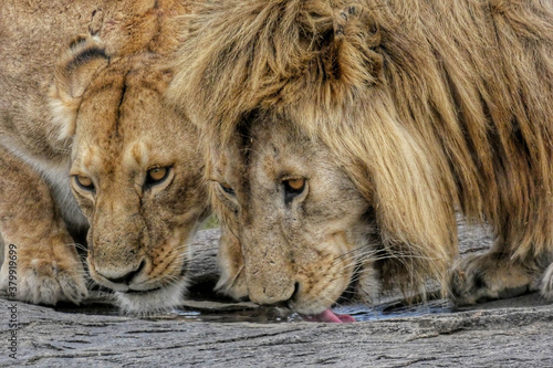 Amor entre leones salvajes en el Serengueti  beben agua en lo alto de unas piedras sin perder de vista el entorno.