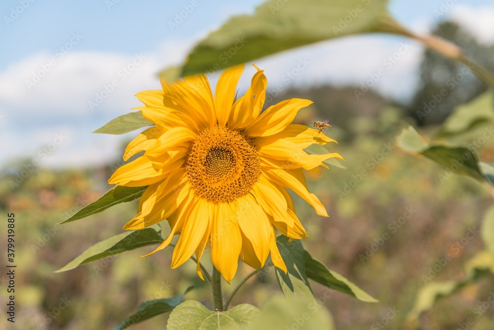 Fototapeta premium Nahaufnahme einer reifen Sonnenblume im Spätsommer mit Bienen die fliegen und Nektar und Blütenpollen sammeln, Deutschland