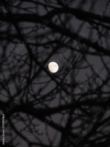 Full moon looking through bare branches photo