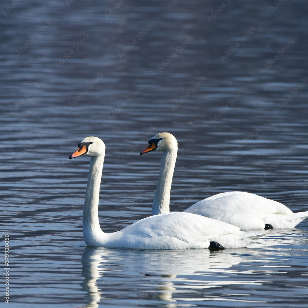 graceful swans on blue water surface,importent bird area in Tovacov,Czech republic graceful swans on blue water surface,importent bird area in Tovacov,Czech republic