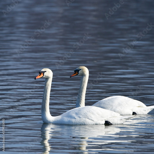 graceful swans on blue water surface importent bird area in Tovacov Czech republic