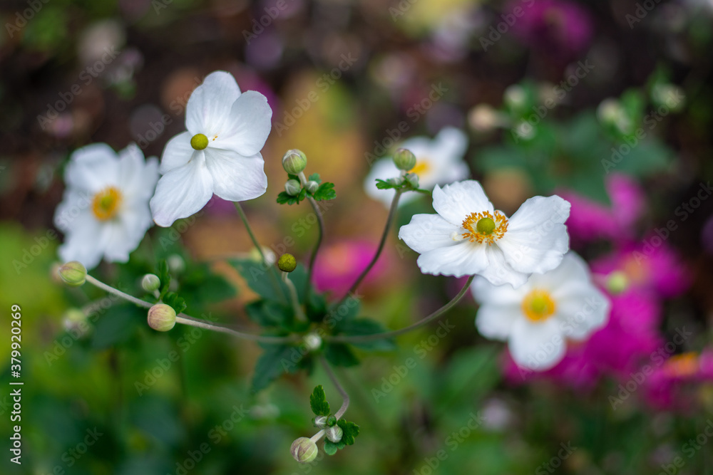 Close-up of white Japanese anemone flowers. Shallow depth of field, soft focus, bokeh and blur Close-up of white Japanese anemone flowers. Shallow depth of field, soft focus, bokeh and blur