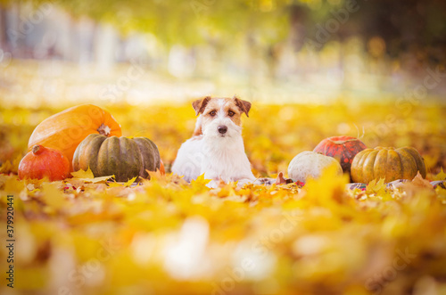 pumpkin jack russell