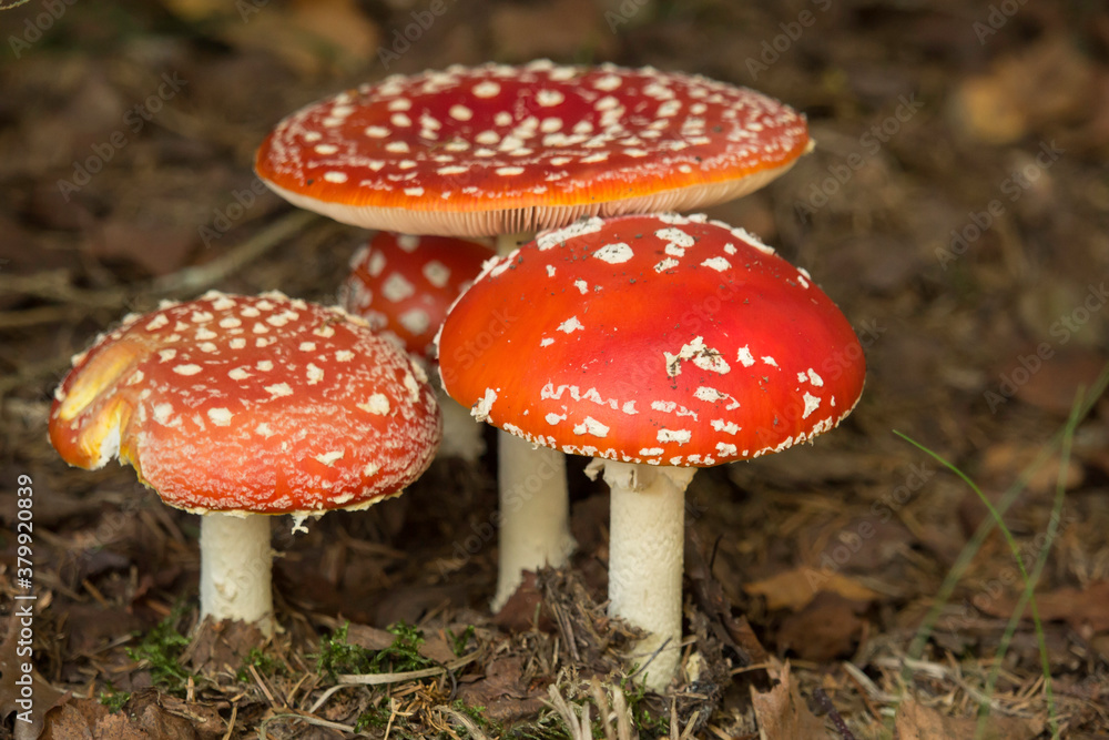 Gruppe von Fliegenpilzen im Wald Gruppe von Fliegenpilzen im Wald