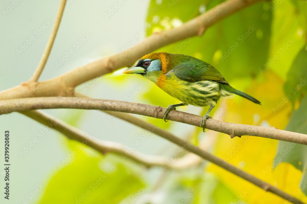 Fototapeta premium The red-headed barbet (Eubucco bourcierii) is a species of bird in the family Capitonidae. It is found in humid highland forest in Costa Rica and Panama, as well as the Andes in western Venezuela