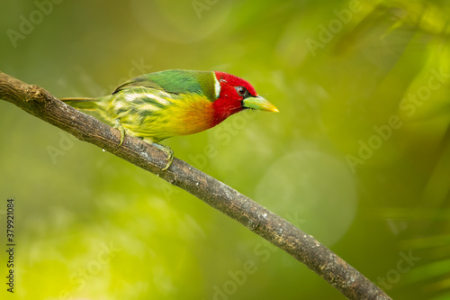 The red-headed barbet (Eubucco bourcierii) is a species of bird in the family Capitonidae. It is found in humid highland forest in Costa Rica and Panama, as well as the Andes in western Venezuela photo