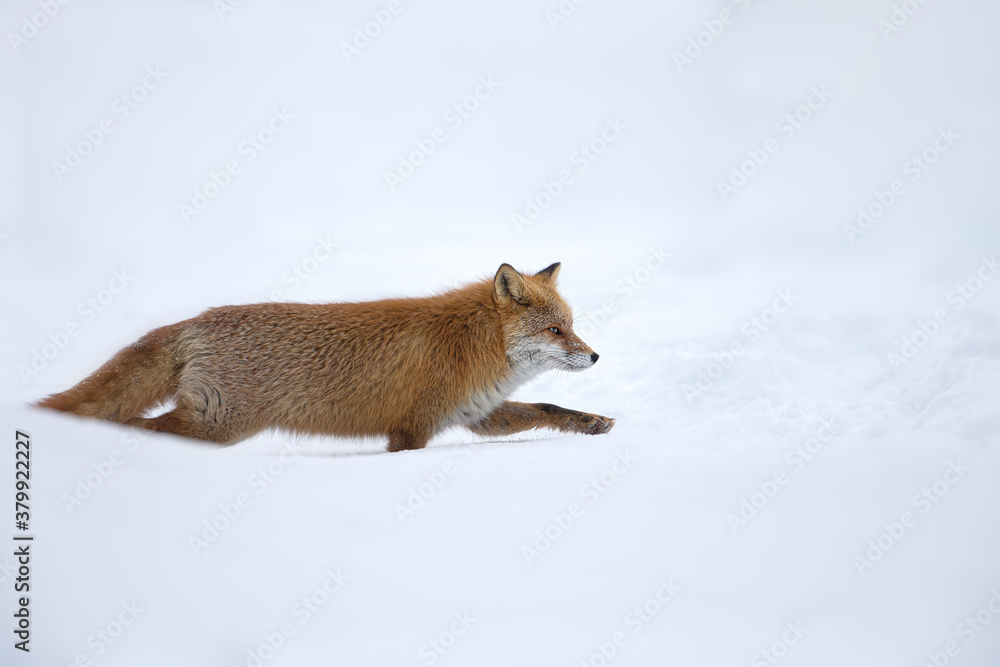 Fototapeta premium キタキツネ 冬 雪の中 北海道
